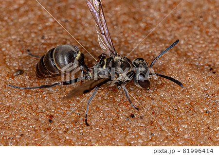 Adult Paper Wasp 81996414
