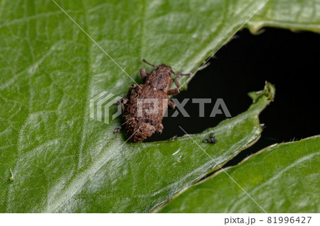 Adult True Weevil Adult True Weevil 81996427