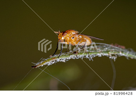 Adult Acalyptrate Fly 81996428