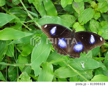 Trey white stripes on the dark brown and blue wing of Great Egg-fly Butterfly, Insect on leaf tree plant with natural green background, Thailand	 81996928
