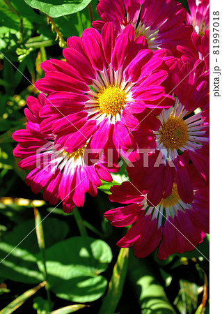 秋に咲く花の代表・菊 81997018