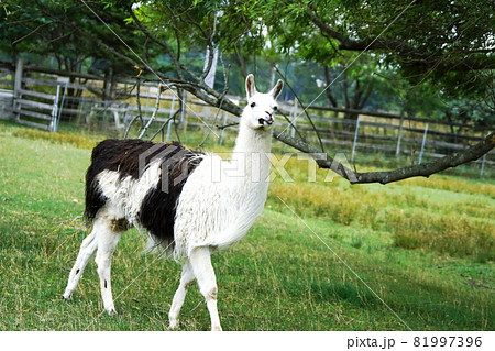 えこりん村の可愛いリャマ 81997396