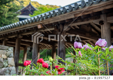 奈良県桜井市 長谷寺の回廊横に咲く牡丹の花の写真素材