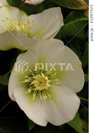 白いクリスマスローズの花がうつむき加減に咲く 81997923