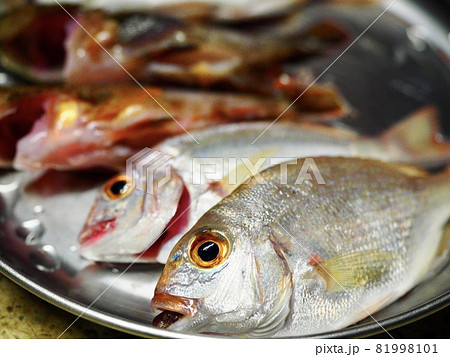 釣れた魚 釣れた魚 81998101