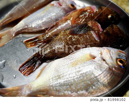 釣れた魚 魚を捌く 魚の調理 釣れた魚 魚を捌く 魚の調理 81998102