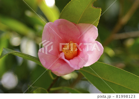 ワビスケ 侘助 のピンクの小花が風流で可愛いの写真素材
