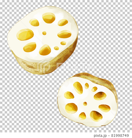 手描き水彩のれんこんイラストセット 手描き水彩のれんこんイラストセット 81998749