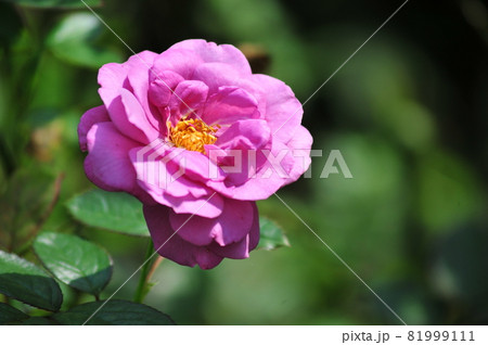 珍しい薄紫の薔薇 プラムパーフェクト 薄紫の薔薇一輪の写真素材 珍しい薄紫の薔薇 プラムパーフェクト 薄紫の薔薇一輪の写真素材