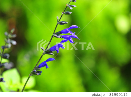 サルビアガラニチカ(紫の花) 紫色のサルビア サルビアガラニチカ(紫の花) 紫色のサルビア 81999112
