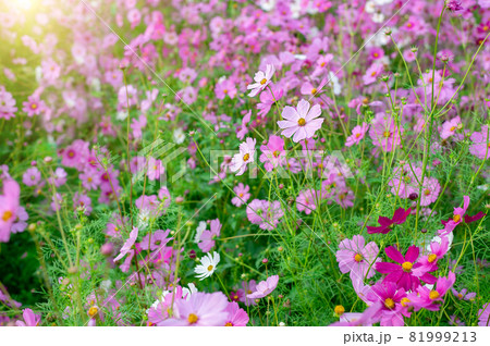 background field aster of cosmos flower bloom gardens bloom beautifully 81999213