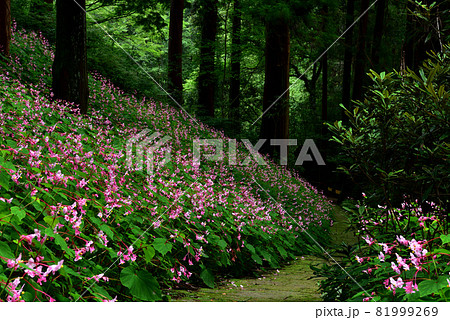 シュウカイドウの群落 81999269