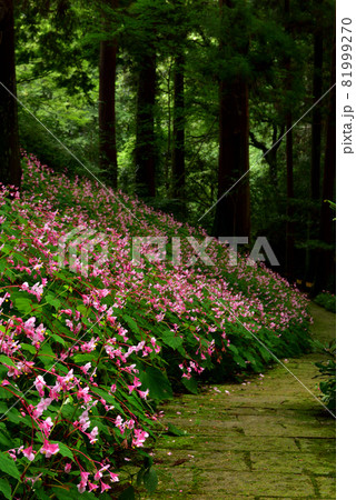 シュウカイドウの群落 81999270