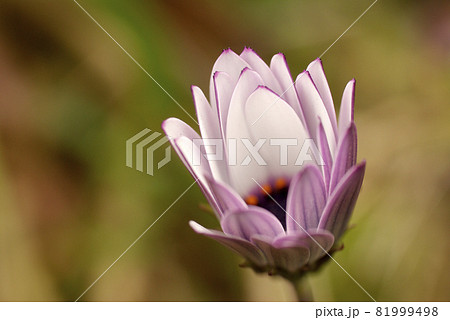 オステオスペルマムの花の咲き始めの様子が面白い 81999498