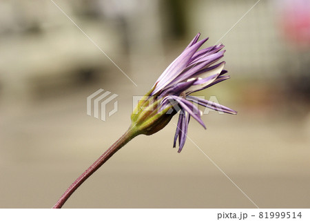 オステオスペルマムの花の咲き始めの様子が面白い 81999514