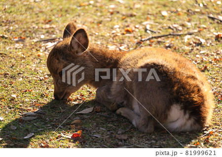 晩秋の奈良公園、鹿たちの静かな朝 晩秋の奈良公園、鹿たちの静かな朝 81999621