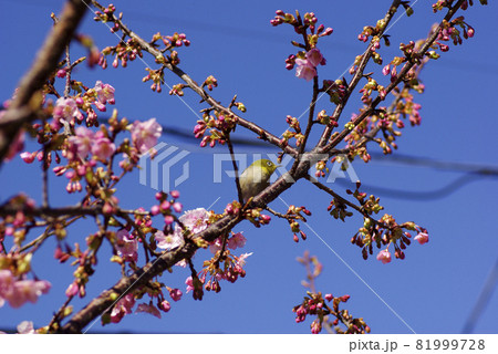 カワズサクラ（河津桜）にメジロが来た！！ 81999728