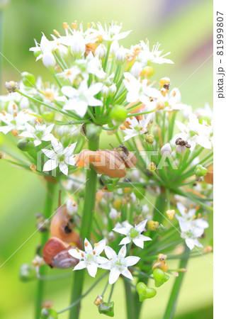 ニラの花に集まるカタツムリ 81999807