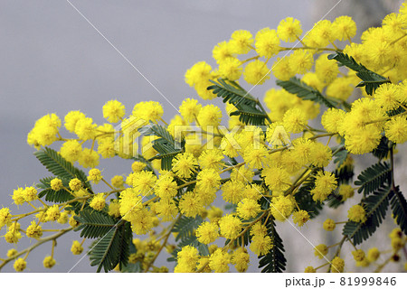 ミモザのふわふわした黄色の花に元気をもらう の写真素材