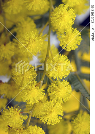 ミモザのふわふわした黄色の花に元気をもらう の写真素材