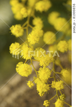 ミモザのふわふわした黄色の花に元気をもらう の写真素材