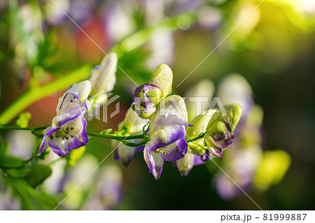 Flowers of an Akonite (Aconitum variegatum) 81999887