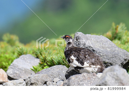 岩場のライチョウ 岩場のライチョウ 81999984