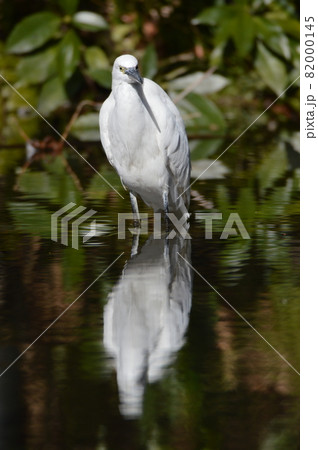 シラサギ（東京都立川市） 82000145