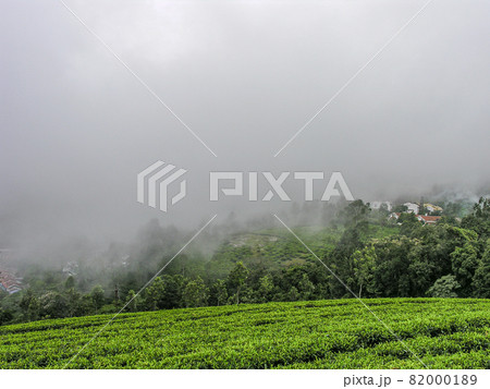 Tea gardens Tea gardens 82000189