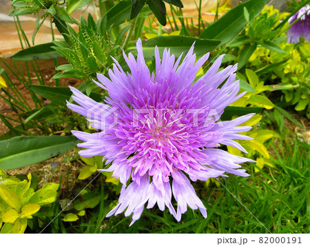 Stokesia laevis flowers also known as Stokes aster Stokesia laevis flowers also known as Stokes aster 82000191