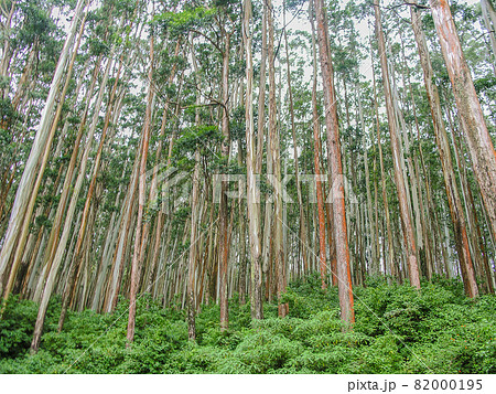 Eucalyptus forest at Ooty, India 82000195