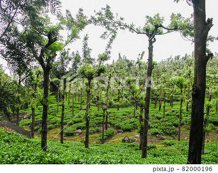 Tea gardens at Ooty, India 82000196