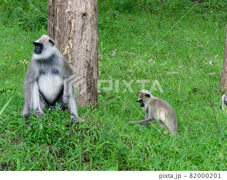 Black face, long tailed gray langur 82000201