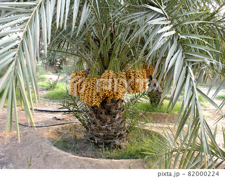 Date palms with bunches of dates Date palms with bunches of dates 82000224