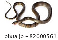 Snake isolated on white background 82000561