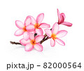 Frangipani flower isolated on white background 82000564