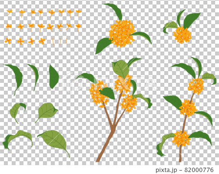 金木犀のイラストセット 金木犀のイラストセット 82000776