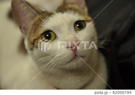 猫 ねこ ネコ 82000784
