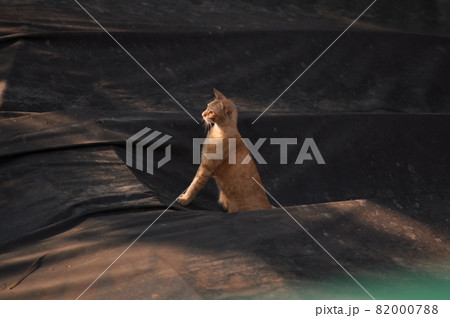 猫 ねこ ネコ 82000788