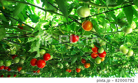 えこりん村のとまとの森 82000792