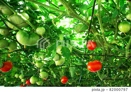 えこりん村のとまとの森 82000797