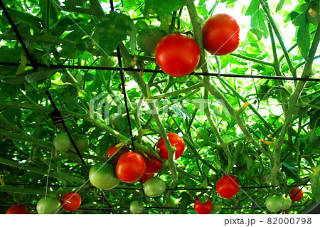 えこりん村のとまとの森 82000798