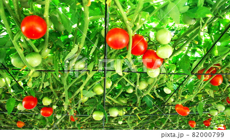 えこりん村のとまとの森 82000799