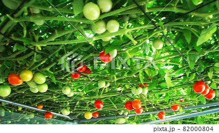 えこりん村のとまとの森 82000804