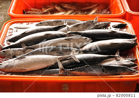 魚 魚類 サカナ 82000811