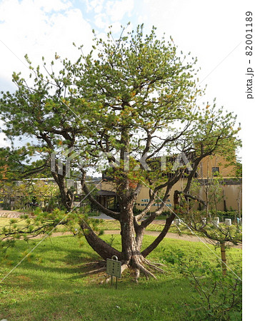 京都市動物園にあった昭和天皇御手植松 82001189