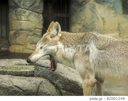 天王寺動物園の狼 天王寺動物園の狼 82001249
