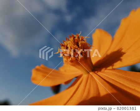 青空を背景としたキバナコスモスの花 82001381