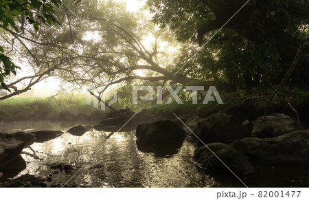 River with rapids in the fog in the forest in the morning at dawn. River with rapids in the fog in the forest in the morning at dawn. 82001477