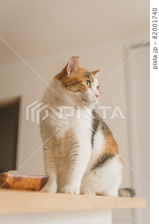 おしゃれなインテリアでくつろぐ猫 82001740